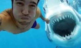 媒体爆料鲨鱼视频下载,鲨鱼视频下载背后的秘密