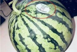 江孜网红吃瓜,揭秘当地美食背后的故事