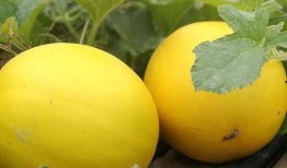 网红瓜最新事件爆料,揭秘娱乐圈最新惊天事件！