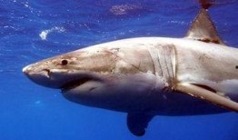 媒体爆料鲨鱼视频下载,鲨鱼视频下载背后的秘密