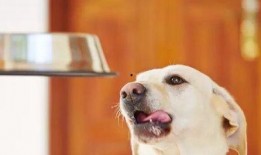 娱乐吃瓜酱狗吃鸡