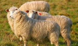 羊了个羊娱乐最新爆料,揭秘游戏背后的秘密与惊喜