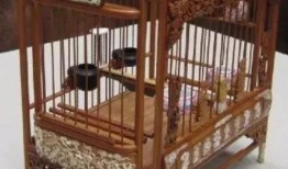 花鸟笼在线观看,在线观赏自然之美