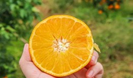 网红小橙子爆料视频,揭秘视频背后的惊人真相！