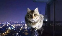 娱乐吃瓜猫捉鸟百度云,猫捉鸟奇遇记，百度云独家放送