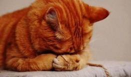 娱乐吃瓜猫捉鸟百度云,猫捉鸟奇遇记，百度云独家放送