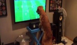 足坛神犬 在线观看,传奇犬只的足球传奇之旅