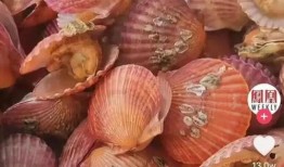 爆料扇贝测评视频下载,视频爆料揭示真实口感与品质