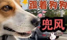 娱乐吃瓜酱狗吃鸡