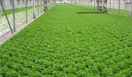 爆料养虾大棚视频播放,视频曝光养殖过程与奥秘