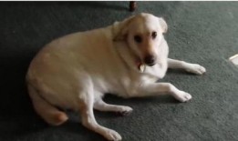 娱乐吃瓜酱狗吃鸡