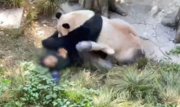 熊猫狗仔爆料视频大全,视频大全背后的精彩瞬间