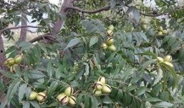 碧根果种植爆料视频播放,视频播放带你领略种植全过程