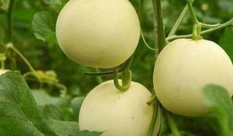 还原甜瓜爆料视频下载,揭秘事件真相与幕后故事