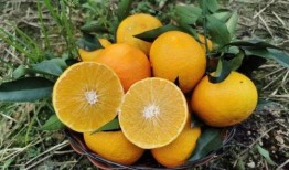 网红小橙子爆料视频,揭秘视频背后的惊人真相！