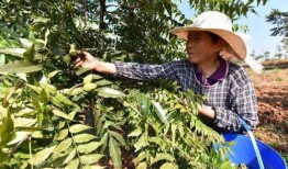 碧根果种植爆料视频播放,视频播放带你领略种植全过程