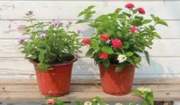 梅西最新爆料大巴车视频,大巴车上的真实生活瞬间